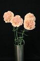 Dianthus Michael